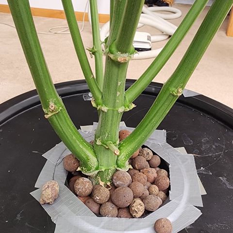 Mix #2 growlog timeline photo