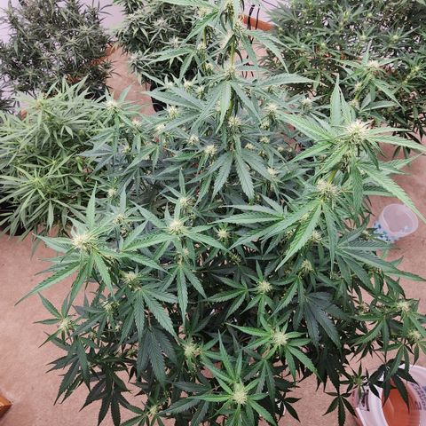 Mix #2 growlog timeline photo