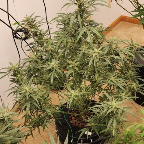 OSMH #4 growlog timeline photo