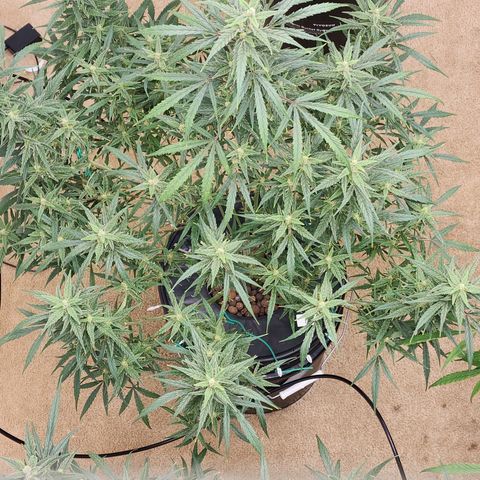 OSMH #4 growlog timeline photo