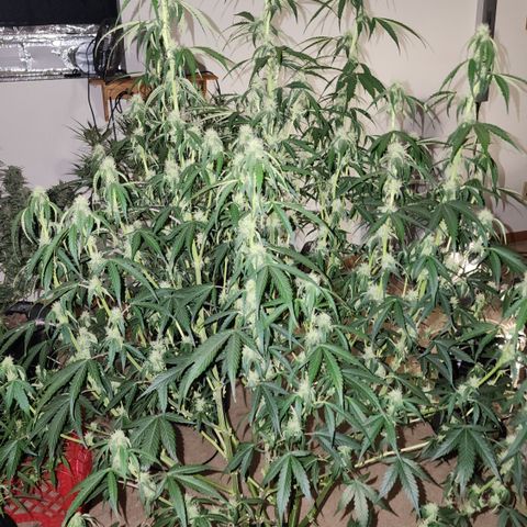Mix #2 growlog photo: 1gal refill