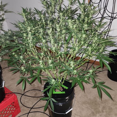 Mix #3 growlog timeline photo