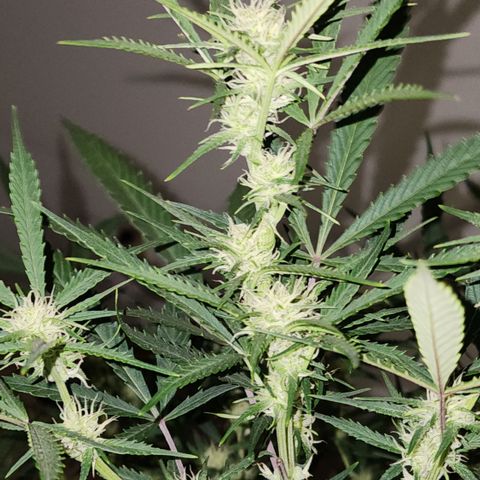 Mix #3 growlog timeline photo