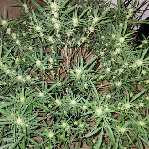 Mix #3 growlog timeline photo