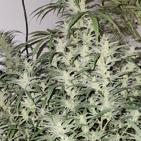 OSMH #4 growlog timeline photo