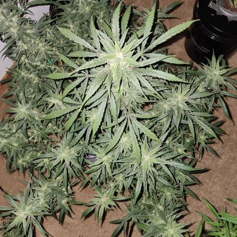 OSMH #4 growlog timeline photo