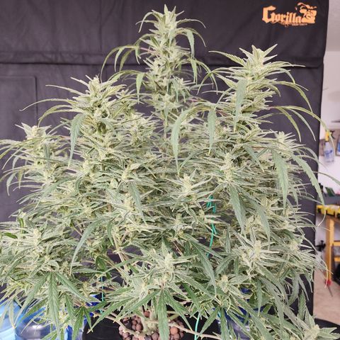 OSMH #4 growlog timeline photo