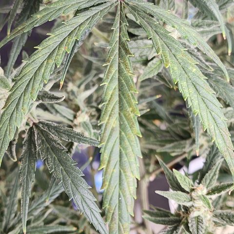 OSMH #4 growlog timeline photo