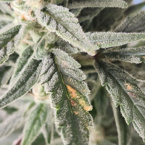 OSMH #4 growlog timeline photo