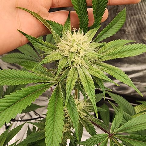 #05 Do Si Dos 33  growlog timeline photo