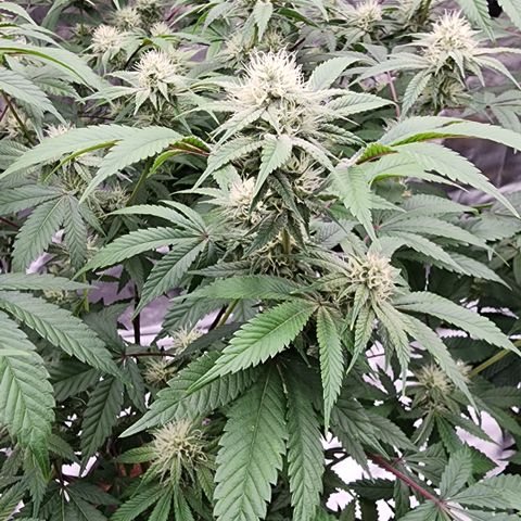 #05 Do Si Dos 33  growlog timeline photo
