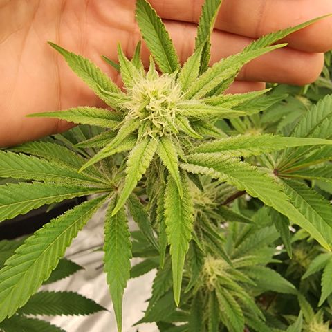#05 Do Si Dos 33  growlog timeline photo