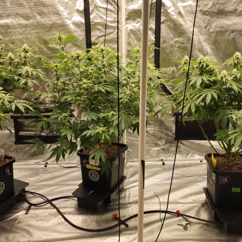 #05 Do Si Dos 33  growlog timeline photo