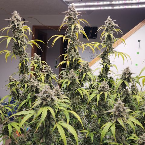 Mix #2 growlog timeline photo