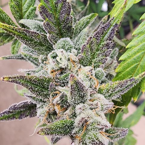 Mix #2 growlog timeline photo