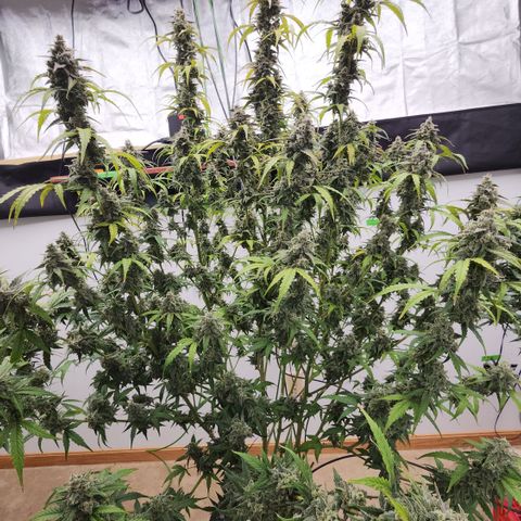 Mix #2 growlog timeline photo