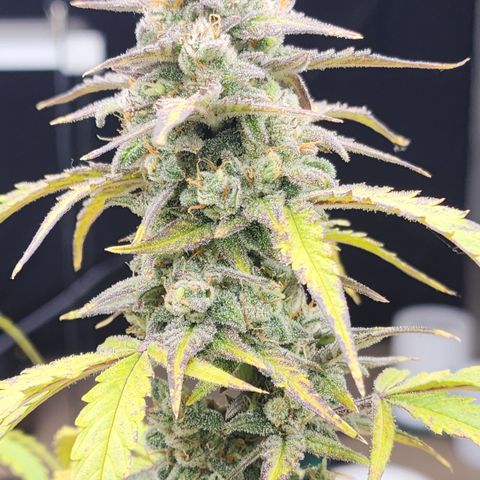 Mix #2 growlog timeline photo