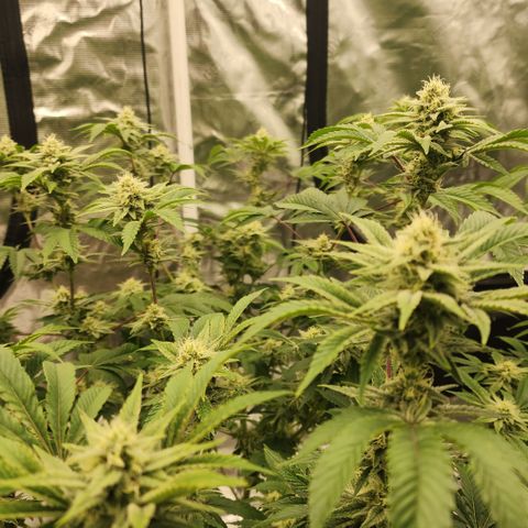 #05 Do Si Dos 33  growlog timeline photo