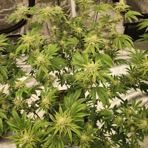 #05 Do Si Dos 33  growlog timeline photo