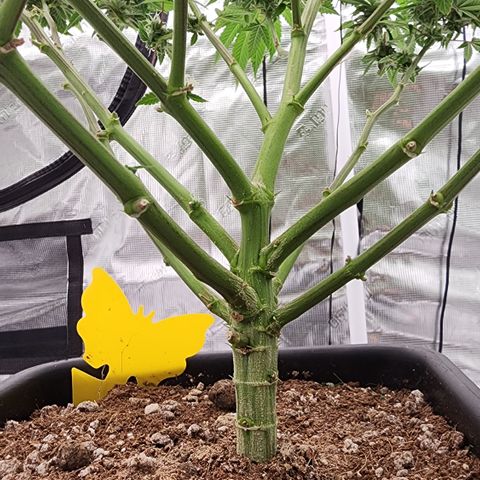 #05 Do Si Dos 33  growlog timeline photo