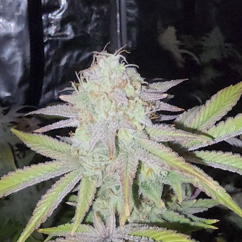 #05 Do Si Dos 33  growlog timeline photo