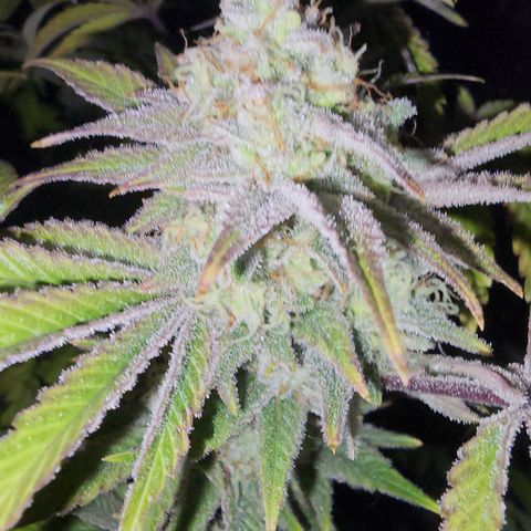 #05 Do Si Dos 33  growlog timeline photo