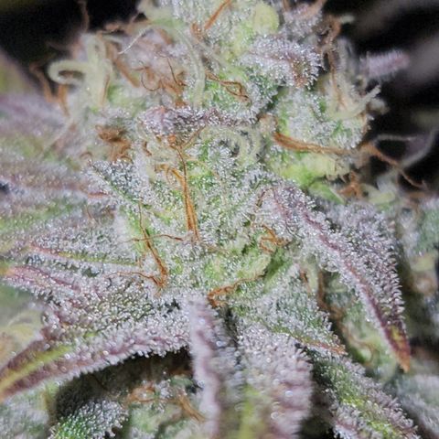 #05 Do Si Dos 33  growlog timeline photo