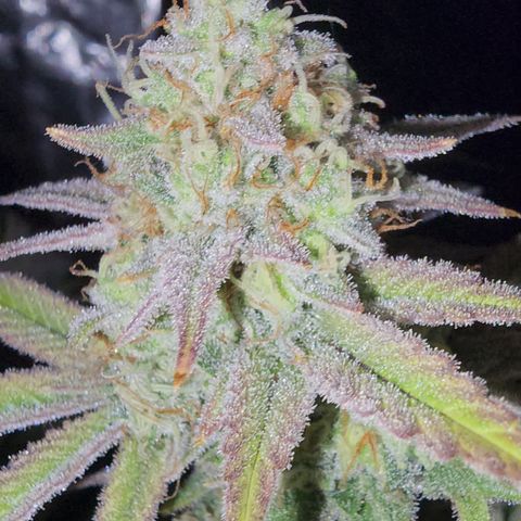 #05 Do Si Dos 33  growlog timeline photo