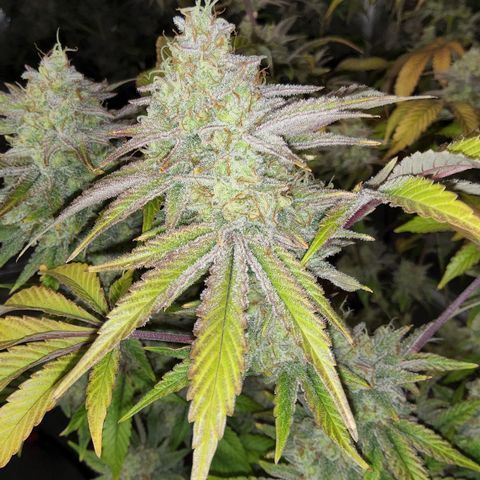#05 Do Si Dos 33  growlog timeline photo