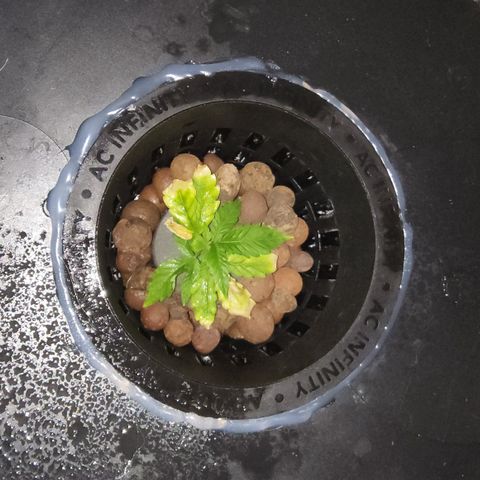 #10a Fried Banana growlog timeline photo