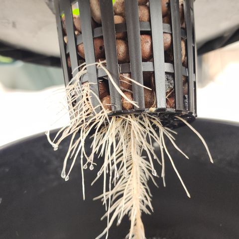 #10a Fried Banana growlog timeline photo