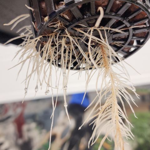 #10a Fried Banana growlog timeline photo