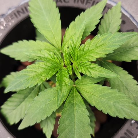 #10a Fried Banana growlog timeline photo