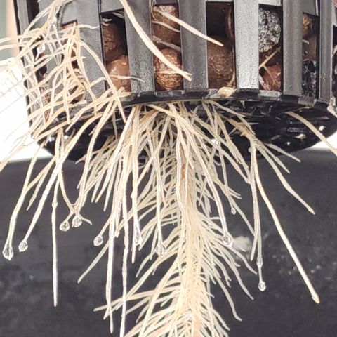 #10a Fried Banana growlog timeline photo