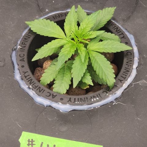 #10a Fried Banana growlog timeline photo