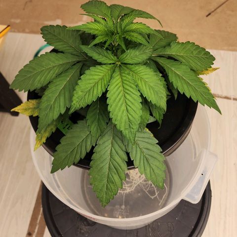 #10a Fried Banana growlog timeline photo