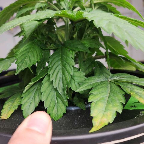 #10a Fried Banana growlog timeline photo