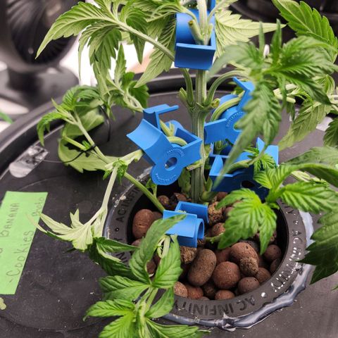 #10a Fried Banana growlog timeline photo