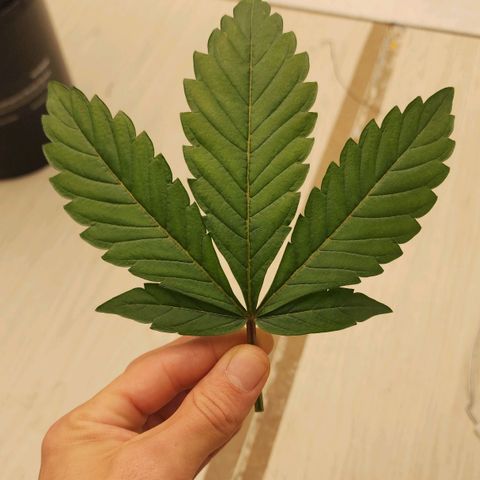 #10a Fried Banana growlog timeline photo