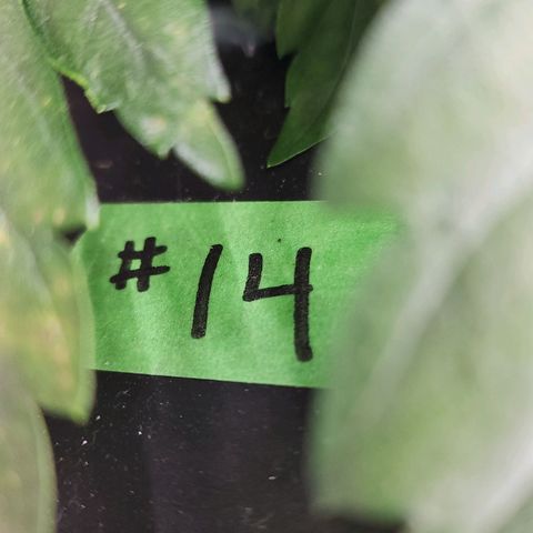 #10a Fried Banana growlog timeline photo