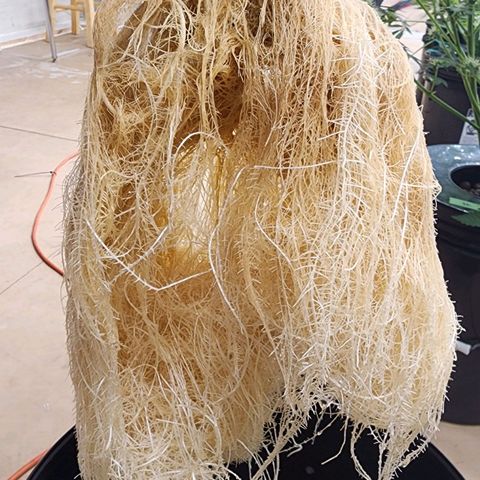 #10a Fried Banana growlog timeline photo