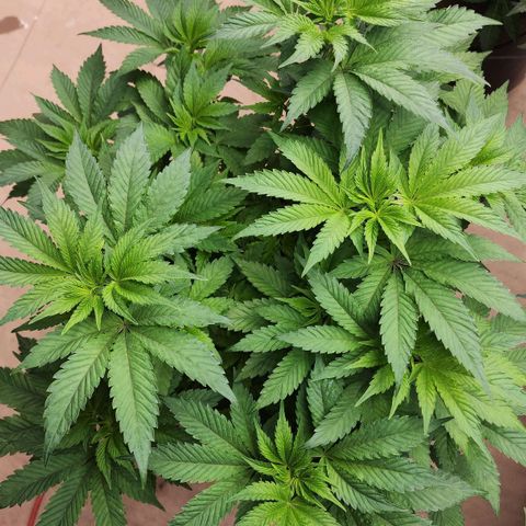 #10a Fried Banana growlog timeline photo