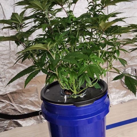 #10a Fried Banana growlog timeline photo