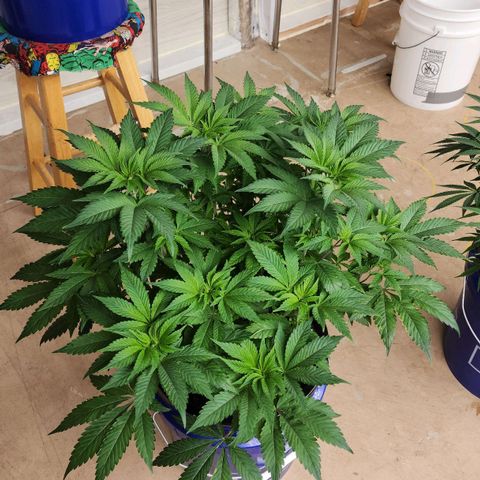 #10a Fried Banana growlog timeline photo