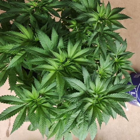 #10a Fried Banana growlog timeline photo