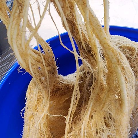 #10a Fried Banana growlog timeline photo