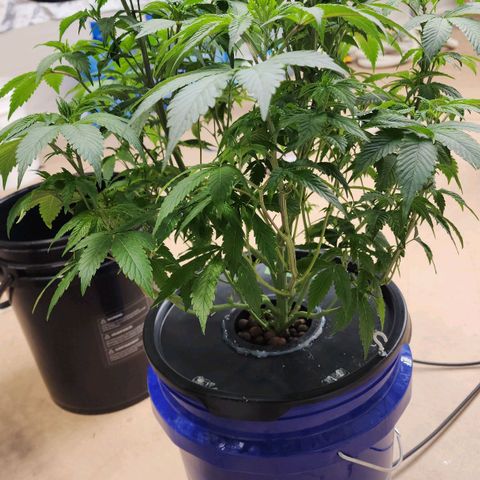 #10a Fried Banana growlog timeline photo