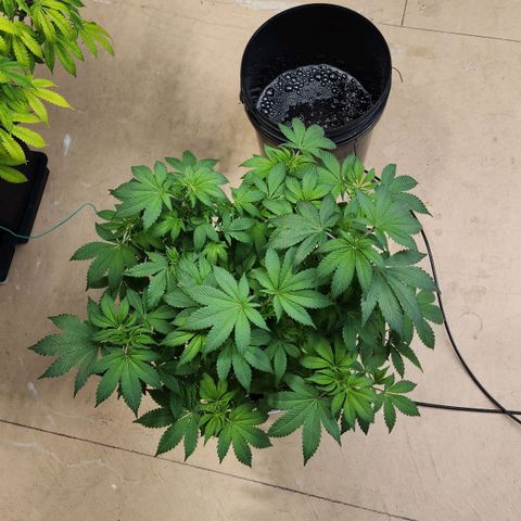 #10a Fried Banana growlog timeline photo