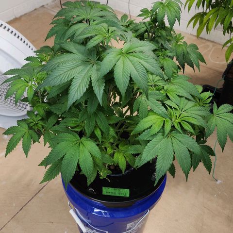 #10a Fried Banana growlog timeline photo