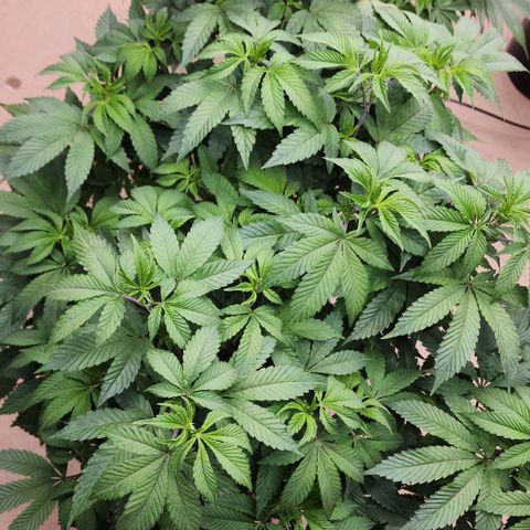#10a Fried Banana growlog timeline photo